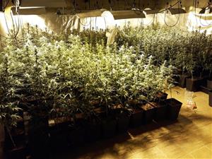 Quatre detinguts i més de 500 plantes de marihuana intervingudes en una operació policial a Vilanova. Policia local de Vilanova