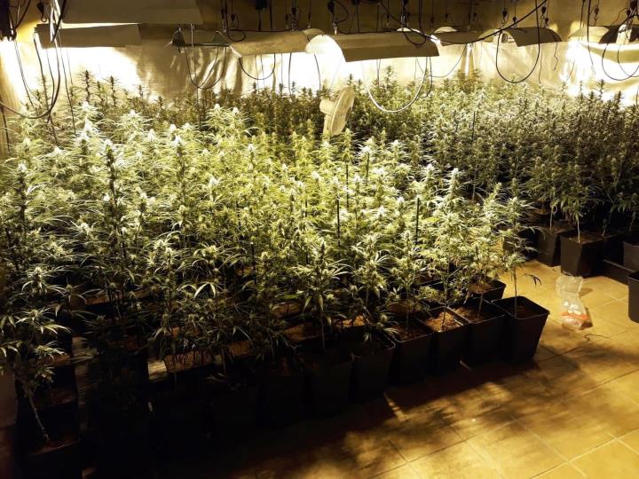 Quatre detinguts i més de 500 plantes de marihuana intervingudes en una operació policial a Vilanova. Policia local de Vilanova