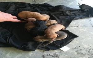 Rescaten una ventrada de cadells d'un contenidor a Vilanova
