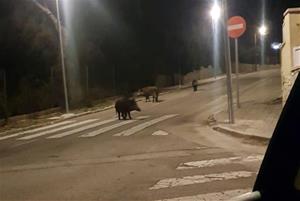 Senglars passejant per la urbanització Bellamar de Calafell. Ajuntament de Calafell