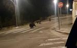 Senglars passejant per la urbanització Bellamar de Calafell. Ajuntament de Calafell