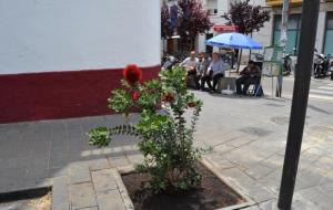 S'inicia el transplantament de 37 pereres a Artur Carbonell i Hort Gran de Sitges. Ajuntament de Sitges