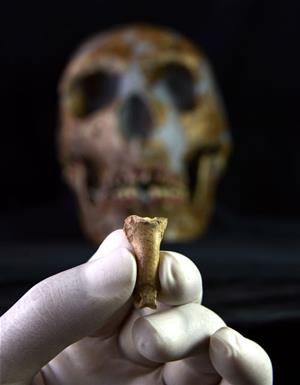 Troben a la cova Foradada de Calafell les primeres restes d’ornaments personals de l’època neandertal. IPHES