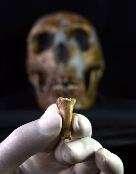 Troben a la cova Foradada de Calafell les primeres restes d’ornaments personals de l’època neandertal. IPHES