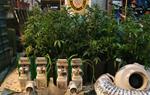 Una infracció de trànsit destapa una plantació il·legal de marihuana, a Vilanova. Policia local de Vilanova