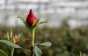 Una rosa a l'hivernacle, en les darreres fases de creixement, setmanes abans de Sant Jordi . ACN