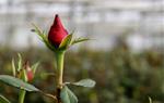 Una rosa a l'hivernacle, en les darreres fases de creixement, setmanes abans de Sant Jordi . ACN
