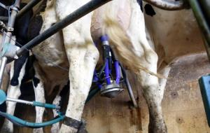 Una vaca en el moment en què li extreuen la llet. ACN / Mar Martí