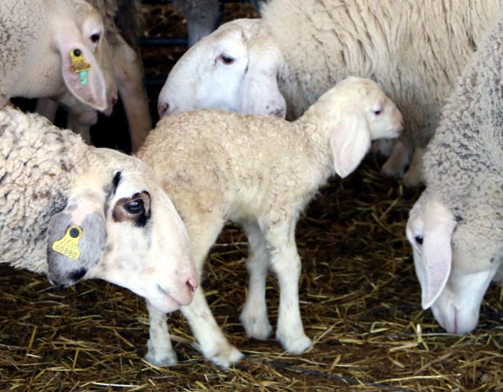 Unes ovelles i un xai, en una imatge d'arxiu d'una granja. ACN