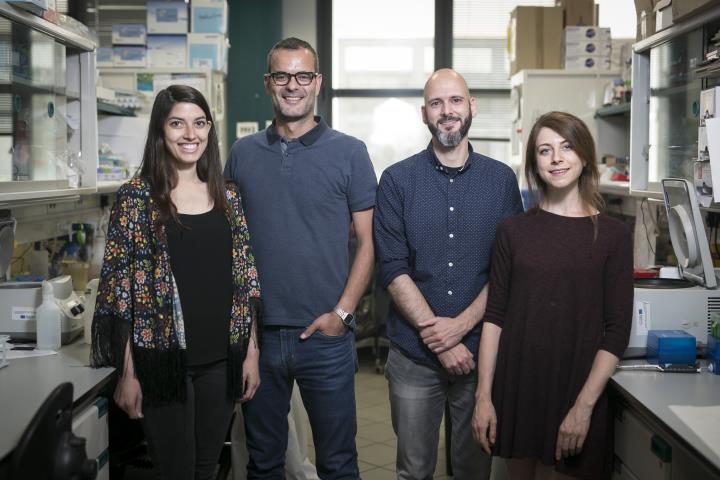 Valentina Maria Zinna, Salvador Aznar Benitah, Patrick Welz y Inés Marín Guillén, de l'IRB Barcelona.. IRB Barcelona