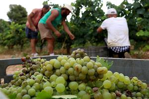 Verema al Penedès. Eix