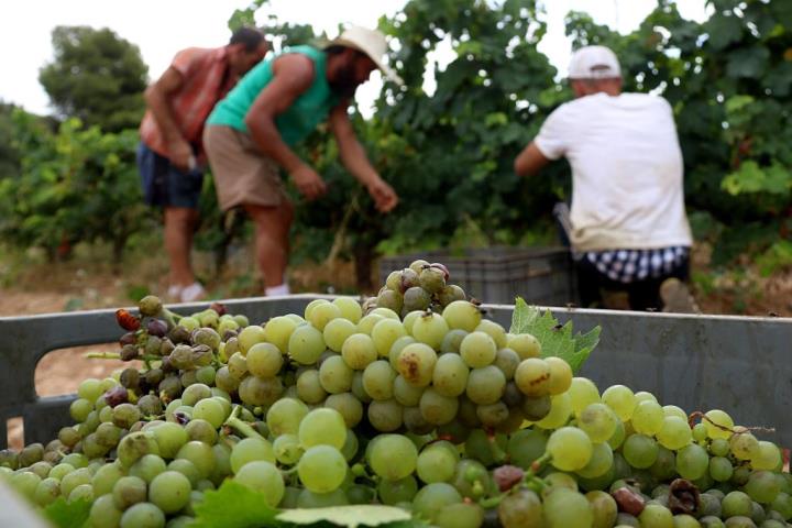 Verema al Penedès. Eix