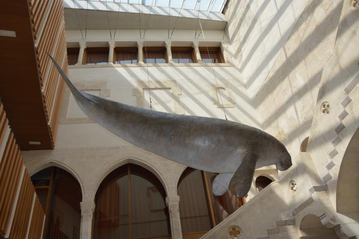 Vinseum tanca l’exposició “Sireni & Co. De quan el Penedès era mar” amb la xifra rècord de 5.368 visitants. Vinseum