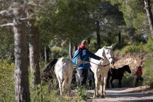 45 cavalls s’incorporen al projecte de regeneració de pastures al Parc del Garraf. Diputació de Barcelona