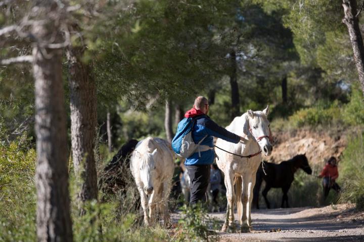 45 cavalls s’incorporen al projecte de regeneració de pastures al Parc del Garraf. Diputació de Barcelona