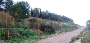 Acord entre l’Ajuntament de Vilafranca i la Mancomunitat per a la plantació d’arbrat al camí de la Pedrera. Ajuntament de Vilafranca