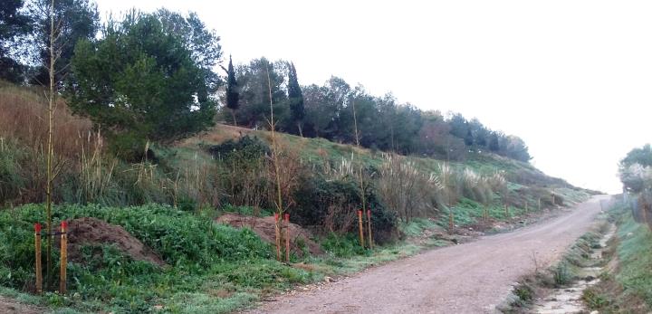 Acord entre l’Ajuntament de Vilafranca i la Mancomunitat per a la plantació d’arbrat al camí de la Pedrera. Ajuntament de Vilafranca