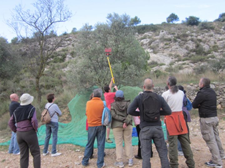 Taller de collir olives a Sant Pau 