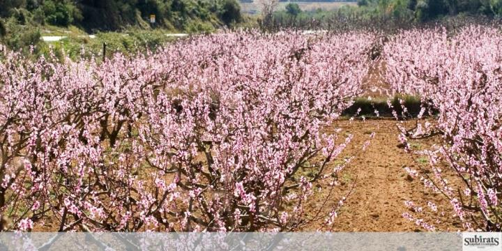  Temps de Floració a la Terra del Préssec d’Ordal