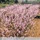 +Temps+de+Floraci%c3%b3+a+la+Terra+del+Pr%c3%a9ssec+d%e2%80%99Ordal