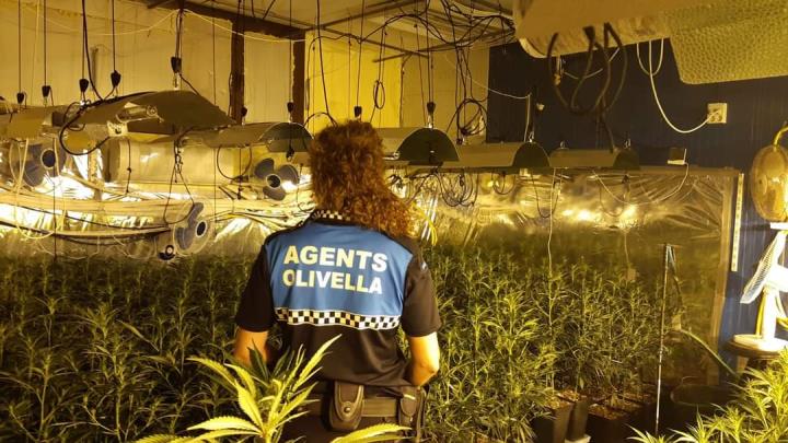 Agent municipal en una casa amb una plantació de marihuana. Eix