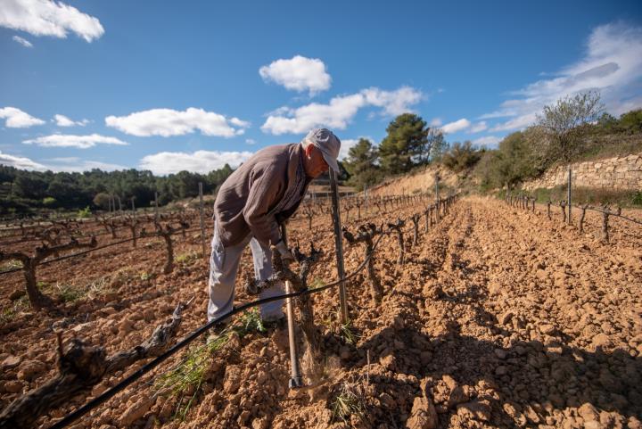 Agricultura convoca els ajuts extraordinaris al sector vitivinícola per fer front a la crisi causada per la pandèmia. Generalitat de Catalunya
