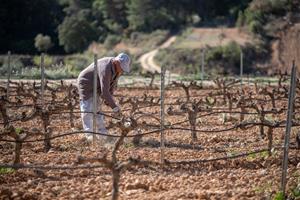 Ajut de 4 milions d'euros per a promoure la producció de most concentrat rectificat en el cava. Generalitat de Catalunya