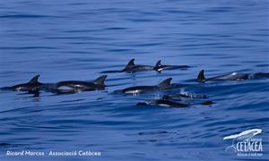 Albirament d'un grup de caps d'olla, tres cries amb les seves mares, a la costa del Garraf. Associació Cetàcea