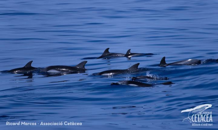 Albirament d'un grup de caps d'olla, tres cries amb les seves mares, a la costa del Garraf. Associació Cetàcea