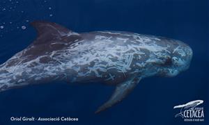 Albirament d'un grup de caps d'olla, tres cries amb les seves mares, a la costa del Garraf