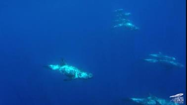 Albiren fins a cinc espècies diferents de cetacis a les costes del Garraf durant el 2020