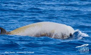 Albiren una balena amb bec de Cuvier a la zona del canyons submarins del Garraf. Associació Cetàcea