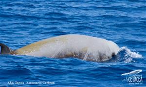 Albiren una balena amb bec de Cuvier a la zona del canyons submarins del Garraf