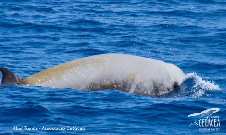 Albiren una balena amb bec de Cuvier a la zona del canyons submarins del Garraf. Associació Cetàcea