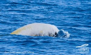 Albiren una balena amb bec de Cuvier a la zona del canyons submarins del Garraf