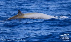 Albiren una balena amb bec de Cuvier a la zona del canyons submarins del Garraf