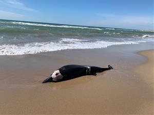 Apareix un dofí mort a la platja de les Botigues de Sitges. Ajuntament de Sitges