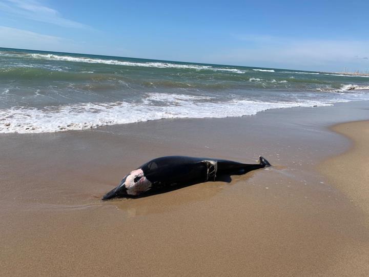 Apareix un dofí mort a la platja de les Botigues de Sitges. Ajuntament de Sitges