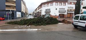 Arbres caiguts pel temporal a Sant Pere de Ribes. Ajt Sant Pere de Ribes