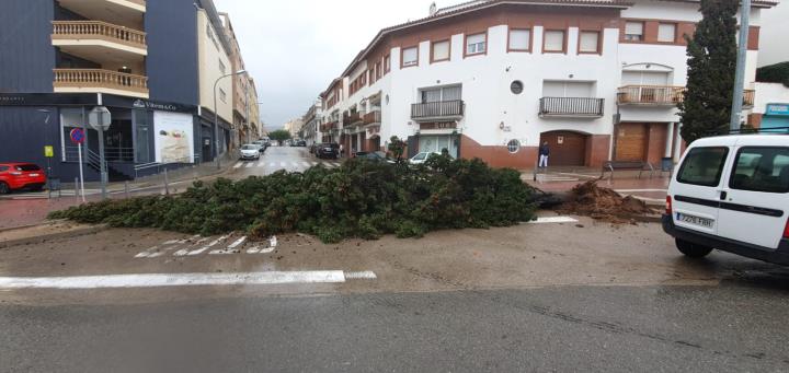 Arbres caiguts pel temporal a Sant Pere de Ribes. Ajt Sant Pere de Ribes
