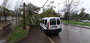 Arbres caiguts pel temporal a Sant Pere de Ribes