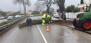 Arbres caiguts pel temporal a Sant Pere de Ribes