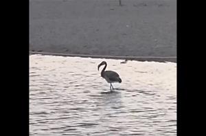 Arriba el primer flamenc de la temporada a la platja de les Madrigueres, al Vendrell. Geven