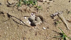 Calafell tanca una zona de la platja per la troballa d'un niu de corriol camanegre en plena criança. Ajuntament de Calafell