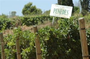 Cartell del Penedès entre vinyes. Eix