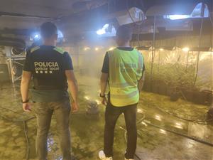 Cinc detinguts i 2.000 plantes de marihuana confiscades en una nau de Roda de Berà. Guàrdia Civil