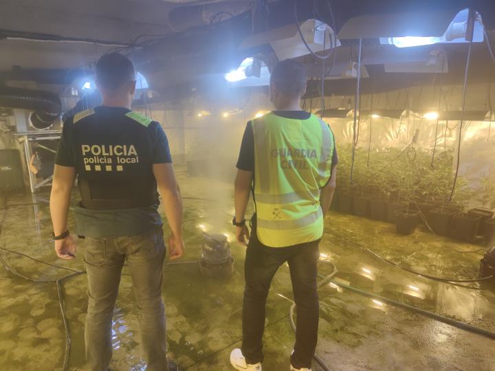 Cinc detinguts i 2.000 plantes de marihuana confiscades en una nau de Roda de Berà. Guàrdia Civil