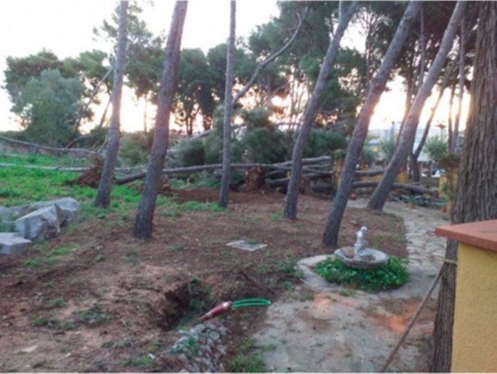 Cubelles retira els pins de Can Travé en risc d’esfondrament des del temporal. Ajuntament de Cubelles