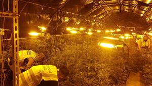 Desarticulat un grup criminal al Baix Penedès dedicat al cultiu i tràfic de marihuana a escala internacional. Mossos d'Esquadra