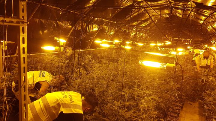 Desarticulat un grup criminal al Baix Penedès dedicat al cultiu i tràfic de marihuana a escala internacional. Mossos d'Esquadra